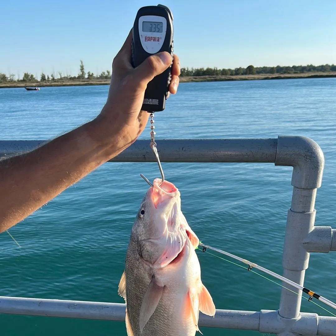 Freshwater drum caught on Fishbrain