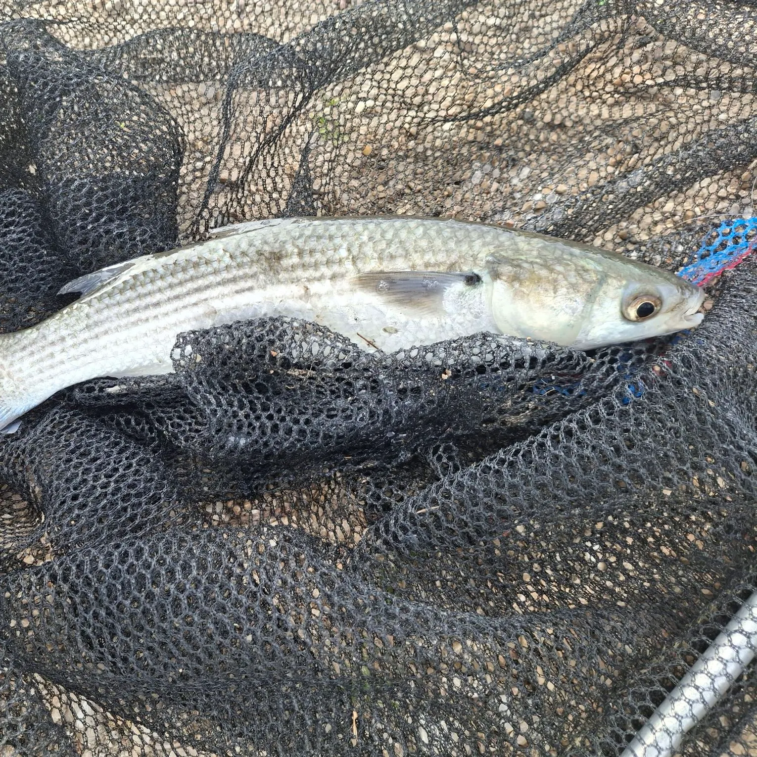 The most recent Thicklip grey mullet catches on Fishbrain