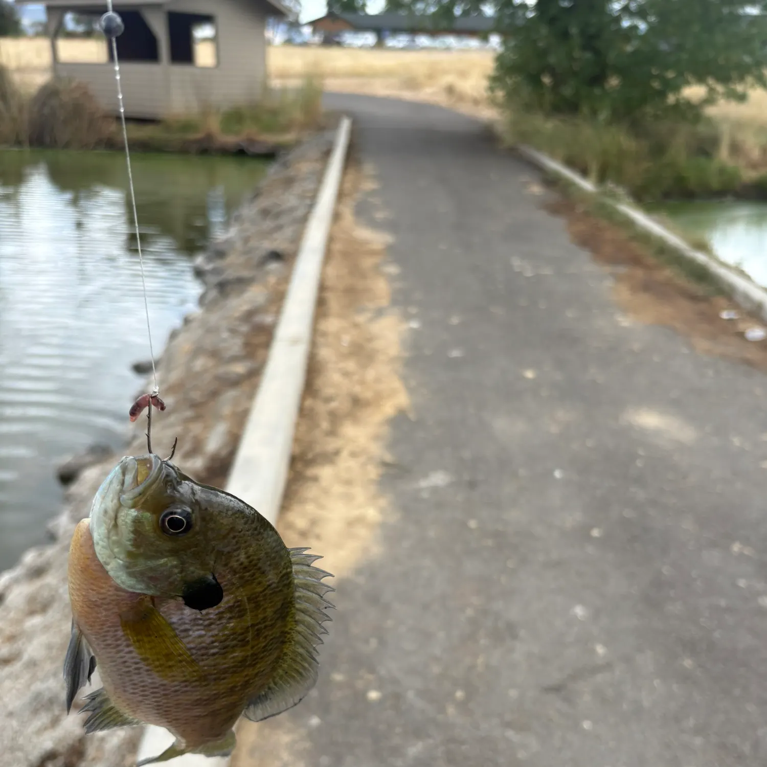 Bluegill caught on Fishbrain