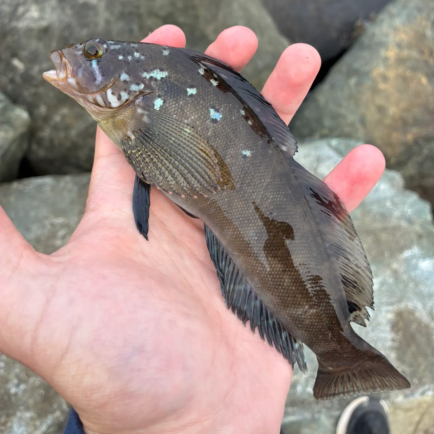 The most recent Rock greenling catches on Fishbrain