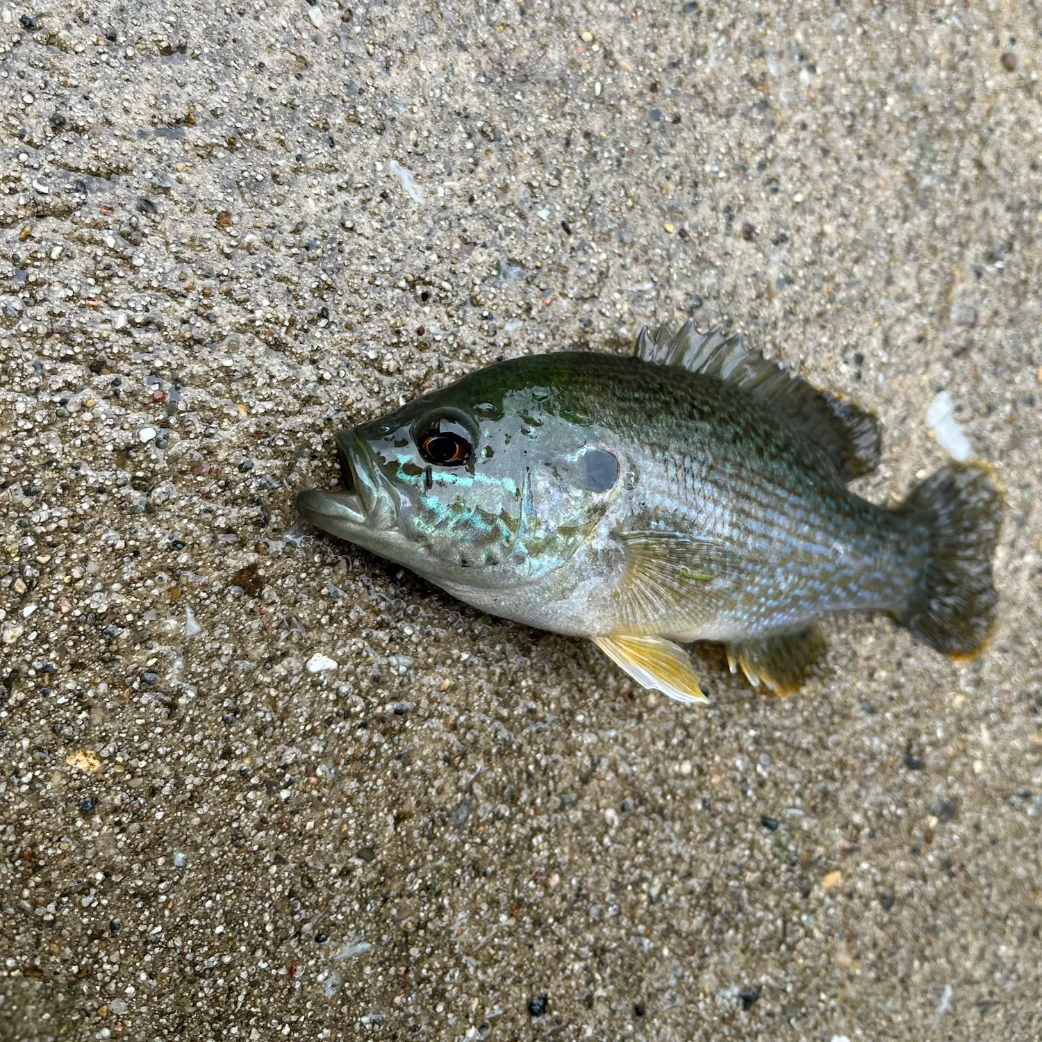 Greengill hybrid caught on Fishbrain