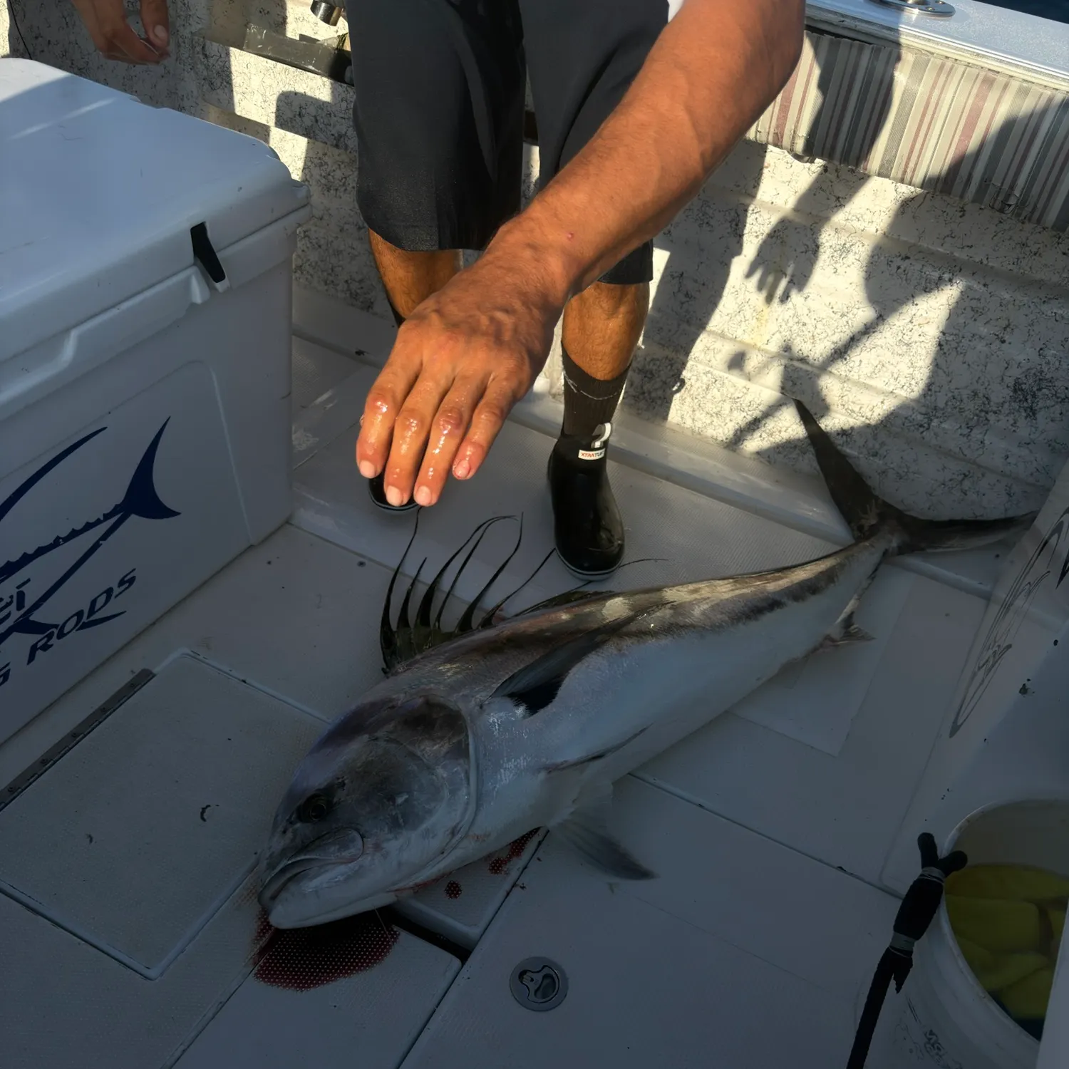 The most recent Roosterfish catches on Fishbrain