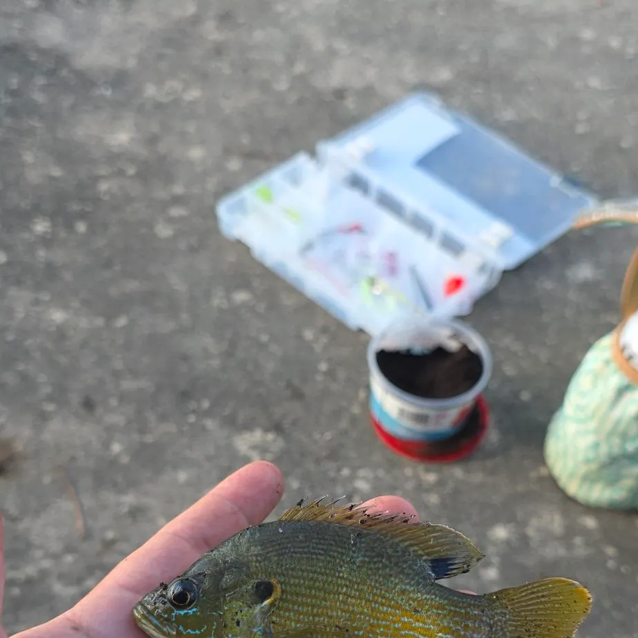 Green sunfish caught on Fishbrain