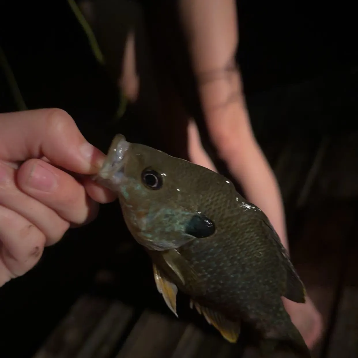 Greengill hybrid caught on Fishbrain