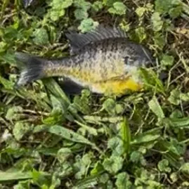 Bluegill caught on Fishbrain