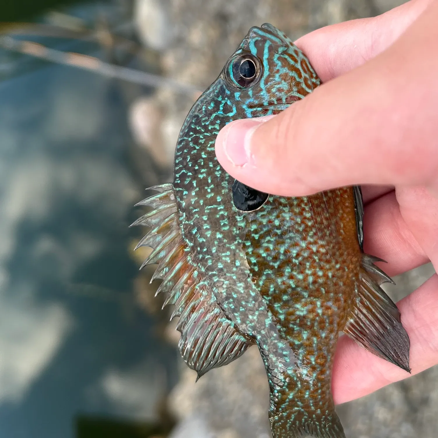 The most recent Pumpkinseed catches on Fishbrain