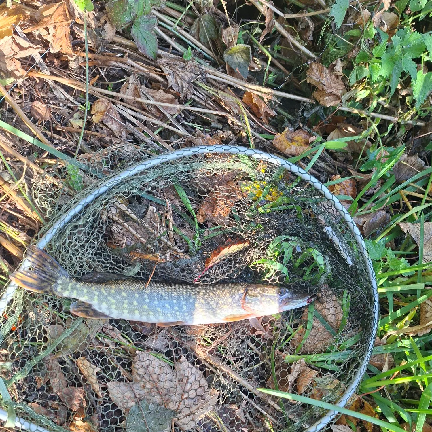 Northern pike caught on Fishbrain