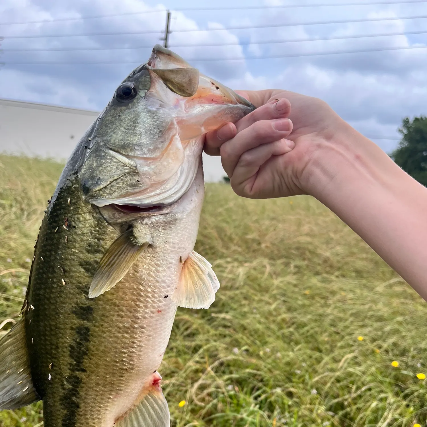 angler catch