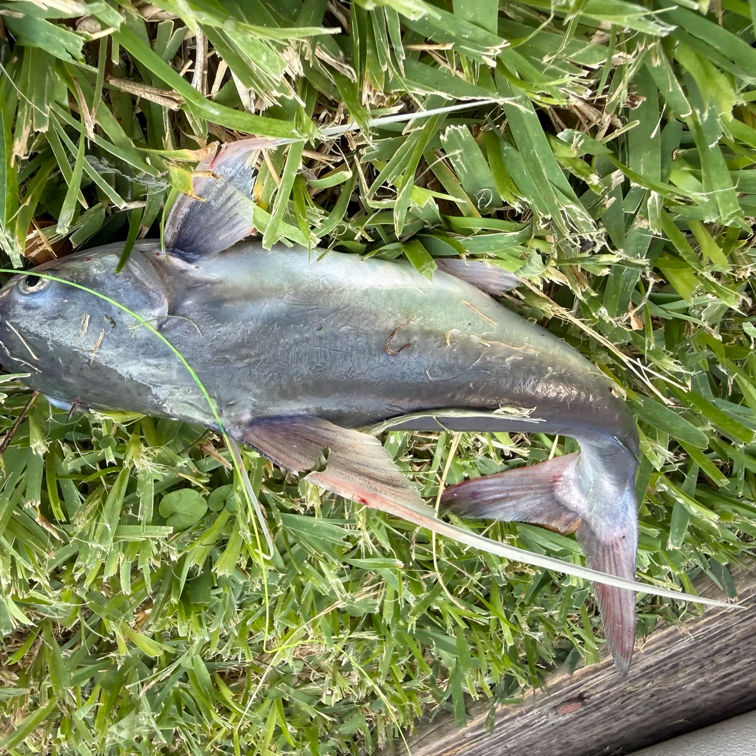 Gafftopsail sea catfish caught on Fishbrain