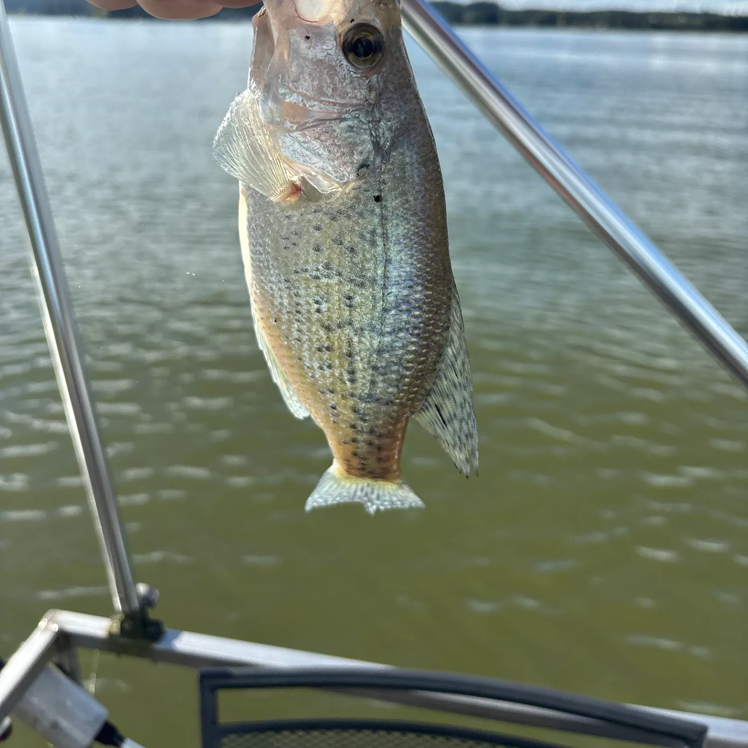 White crappie caught on Fishbrain