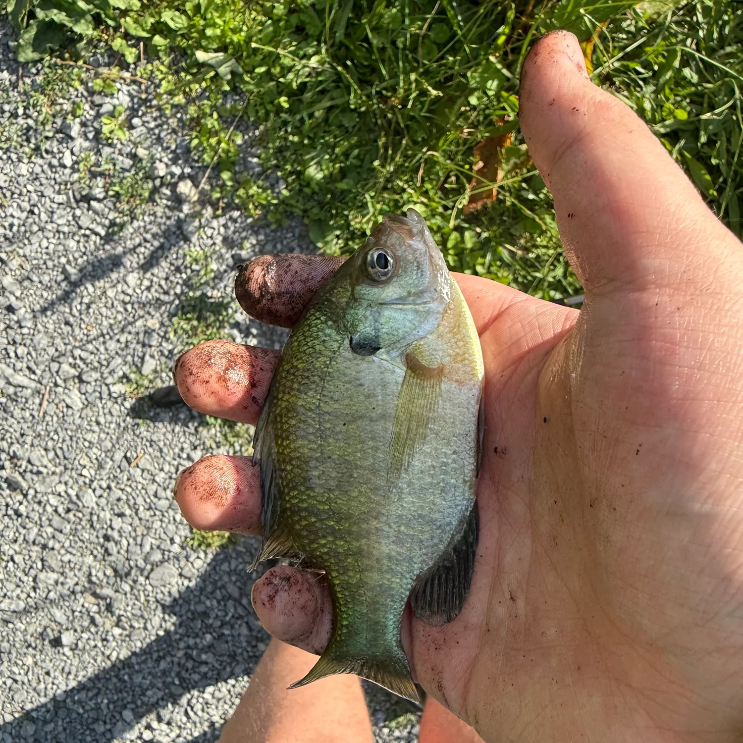 most liked catch image