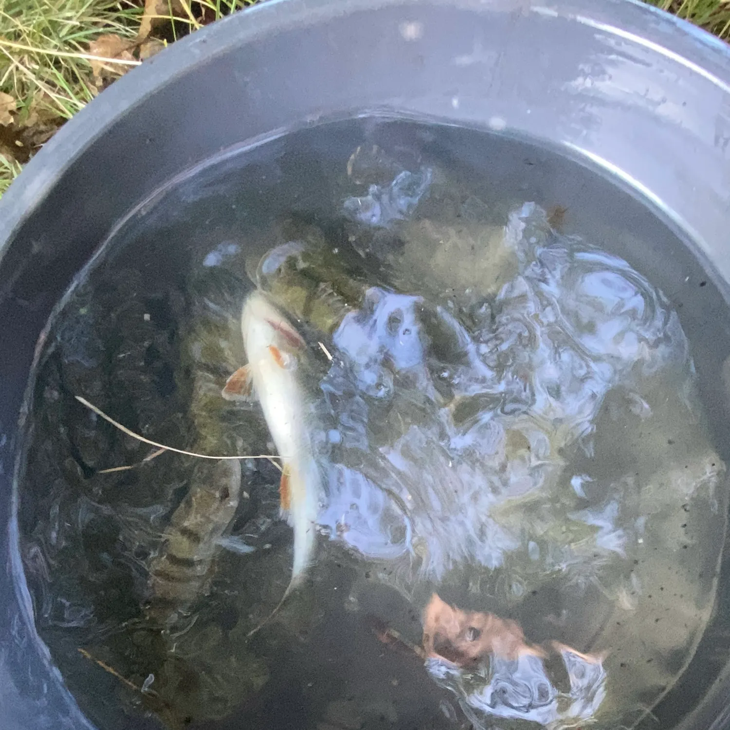 Fish caught on Fishbrain