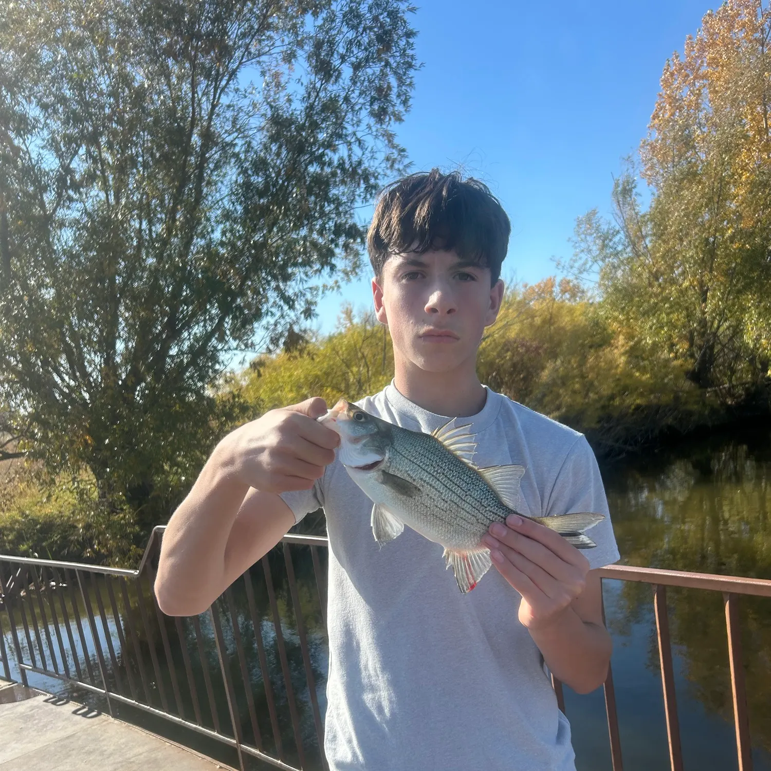 White bass caught on Fishbrain