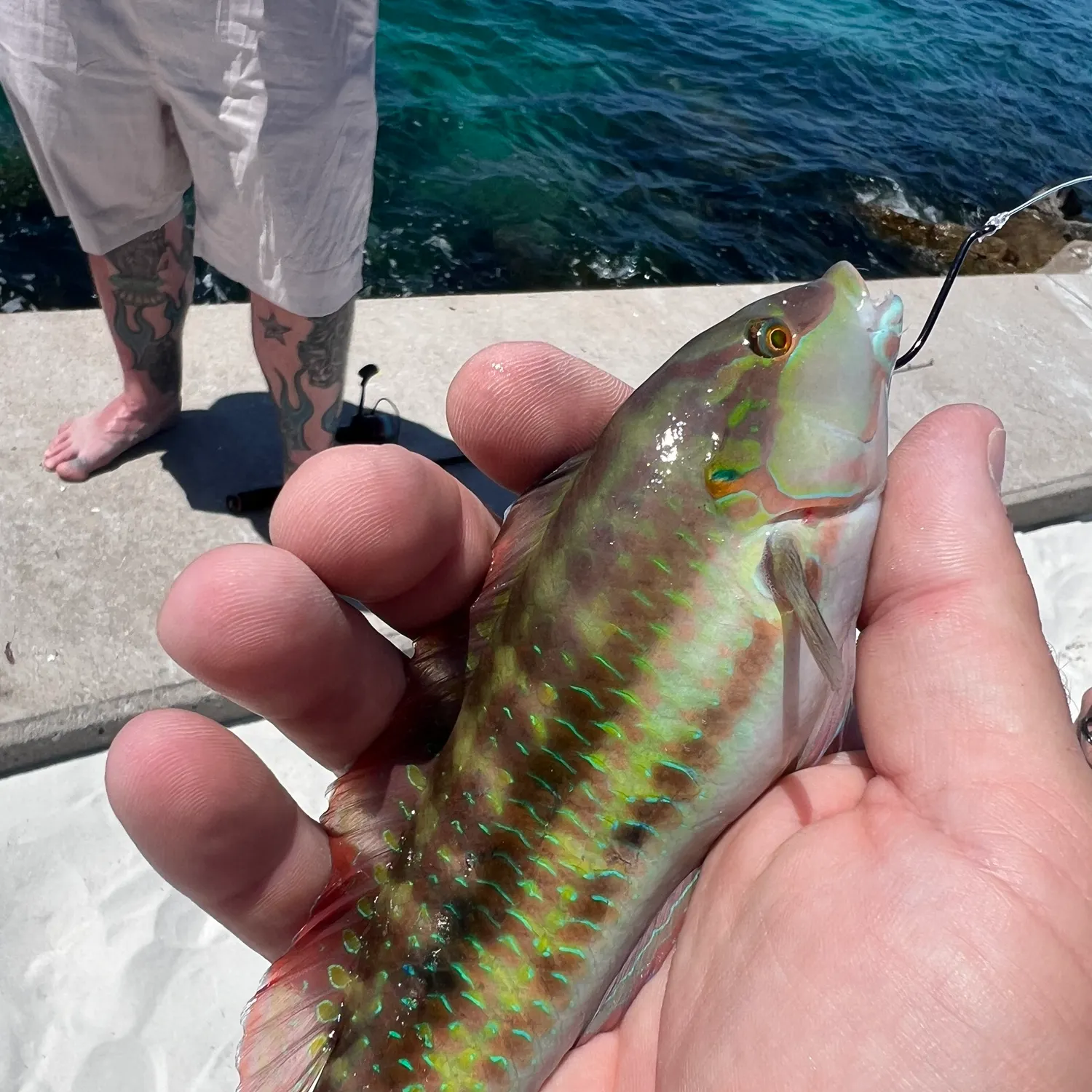 The most recent Common parrotfish catches on Fishbrain