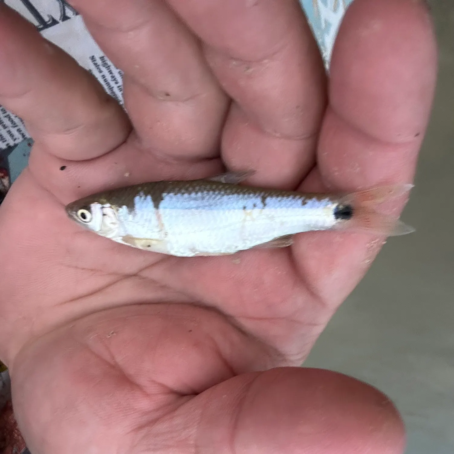 The most recent Western blacktail shiner catches on Fishbrain