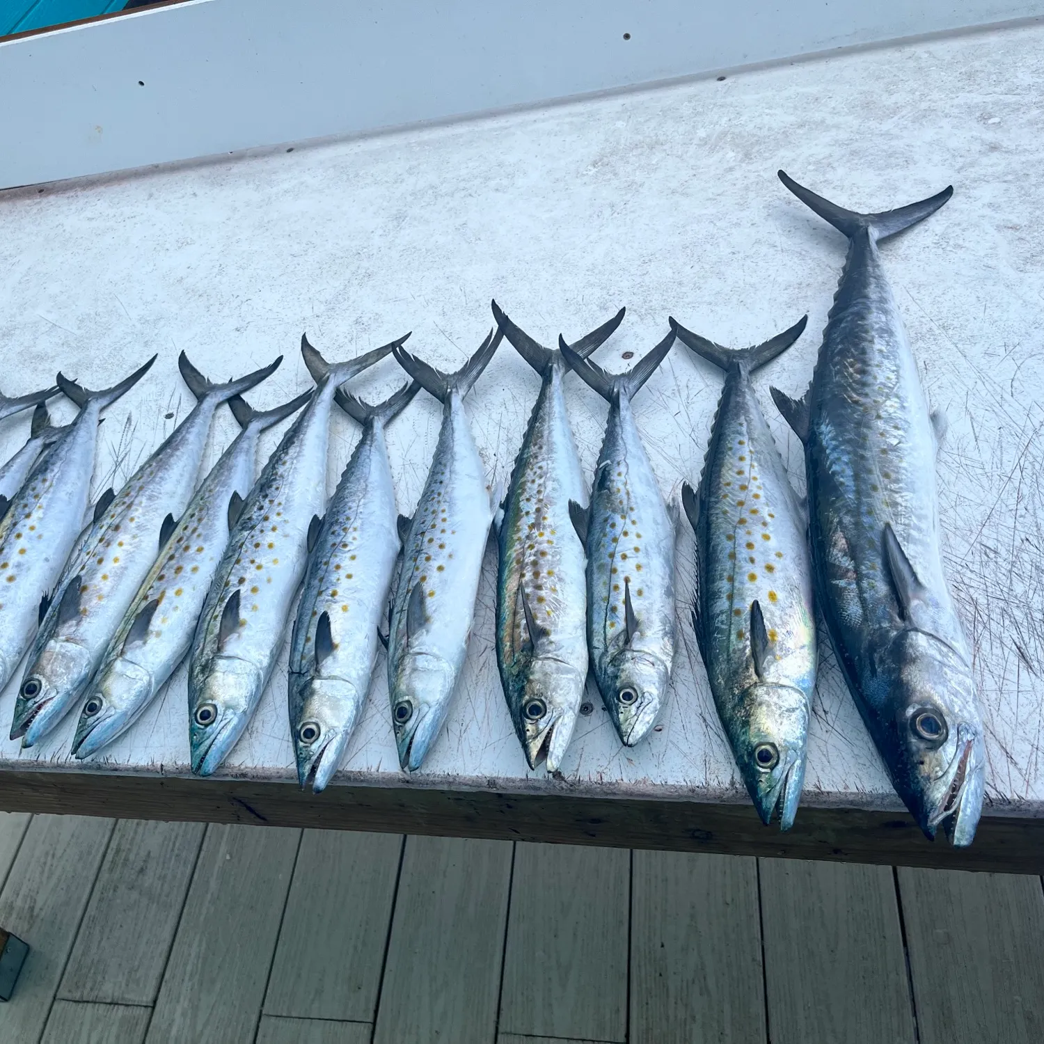 recently logged catches