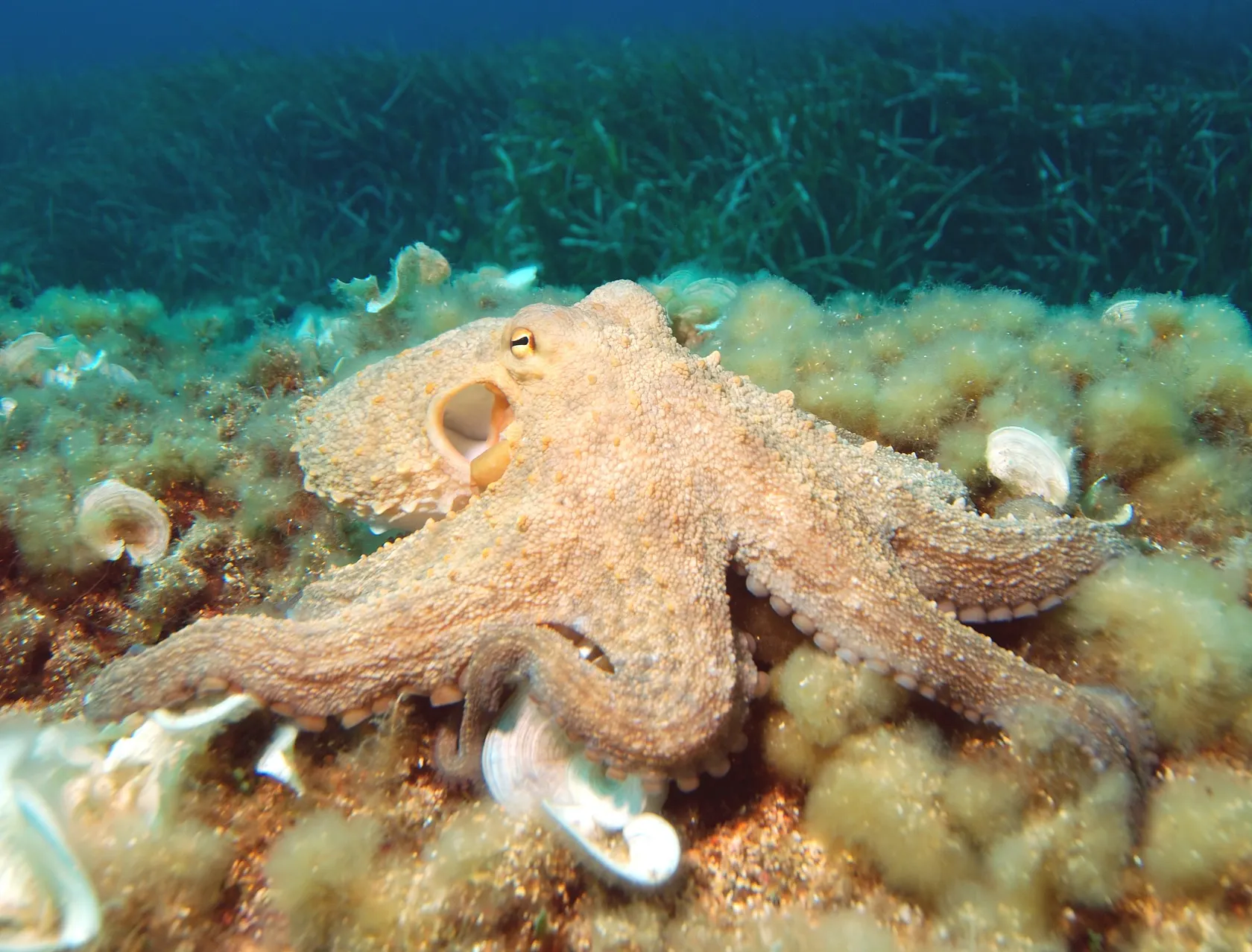 Common octopus