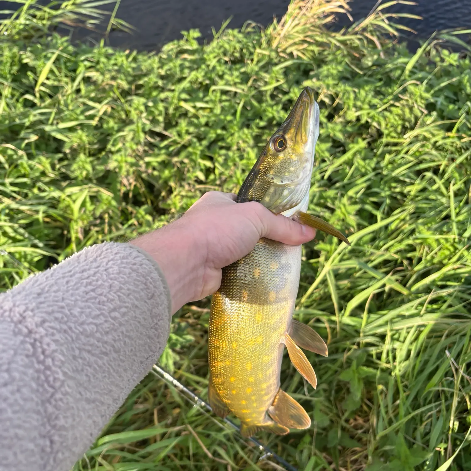 Northern pike caught on Fishbrain