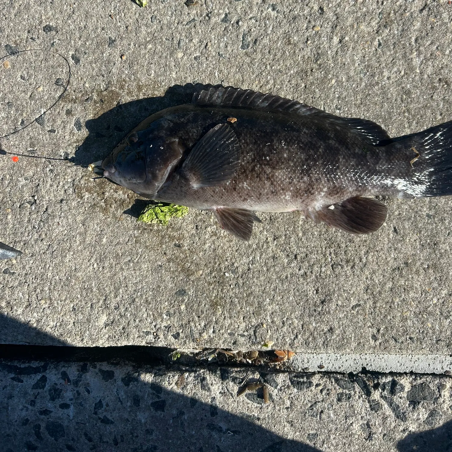 angler catch