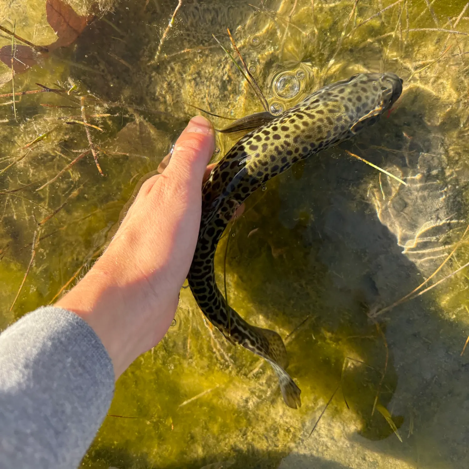Tiger trout caught on Fishbrain