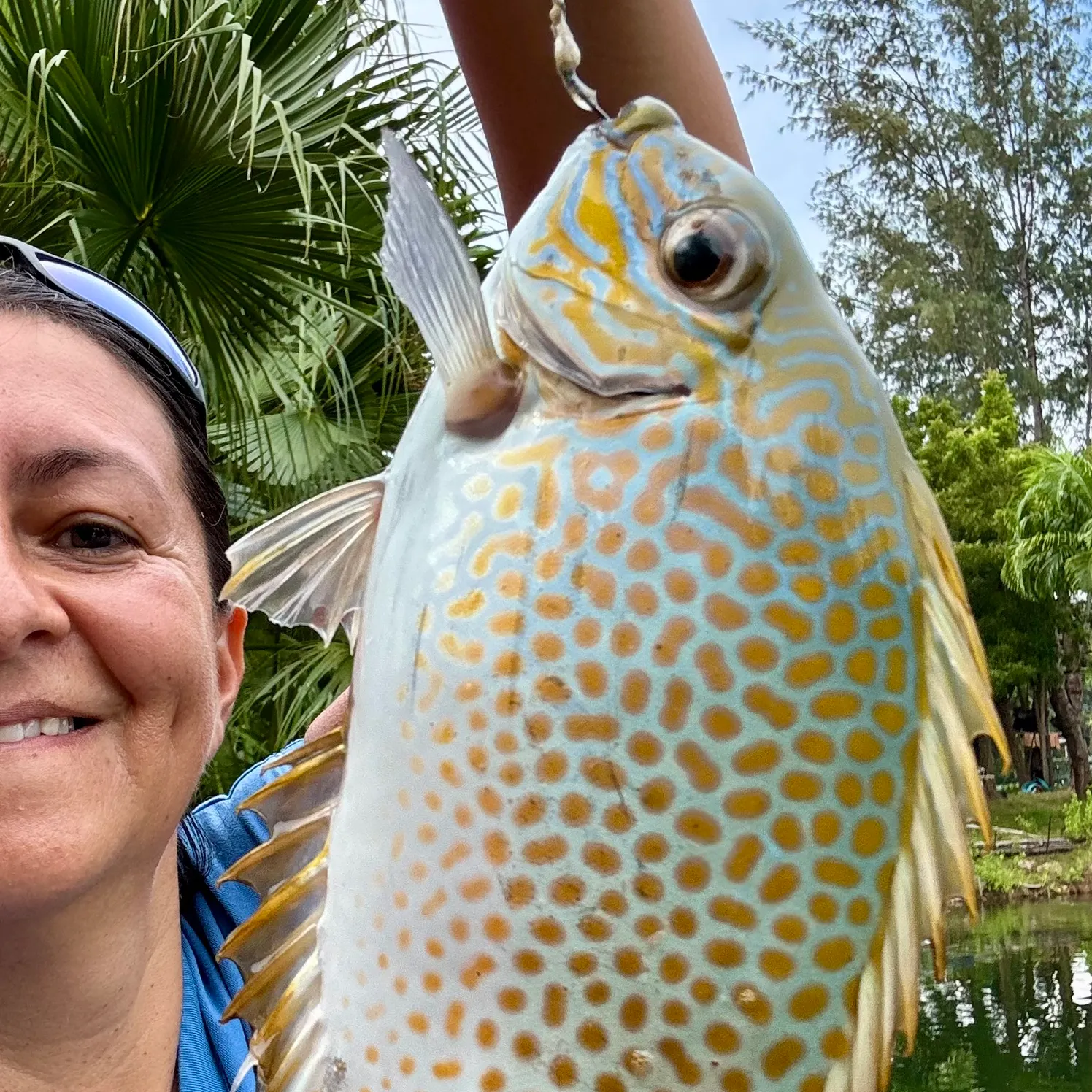 The most recent Rabbit fish catches on Fishbrain