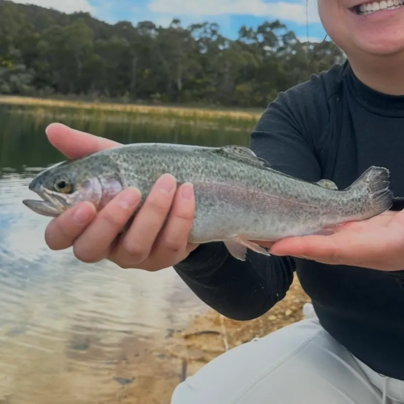Rainbow trout caught on Fishbrain