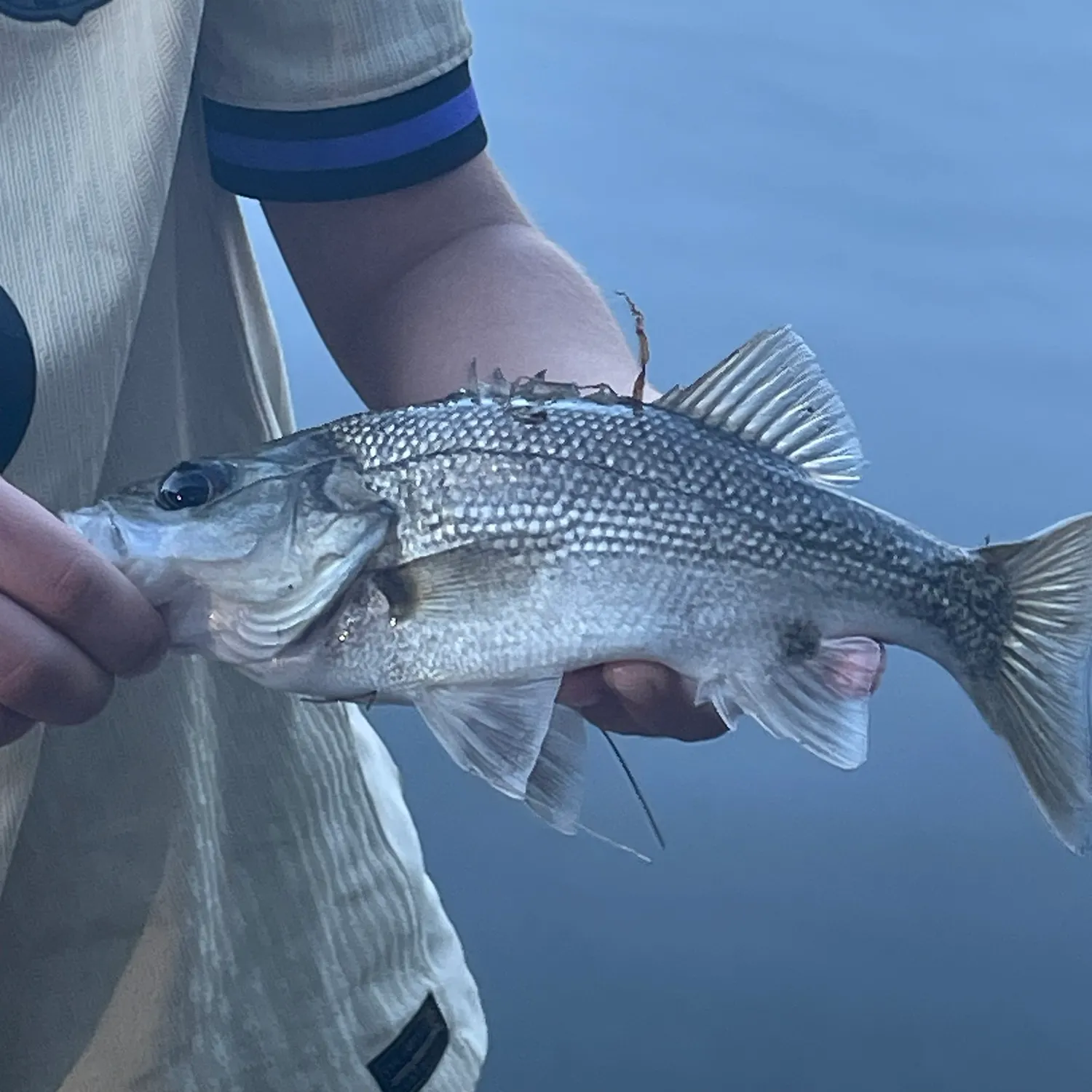 Australian bass caught on Fishbrain