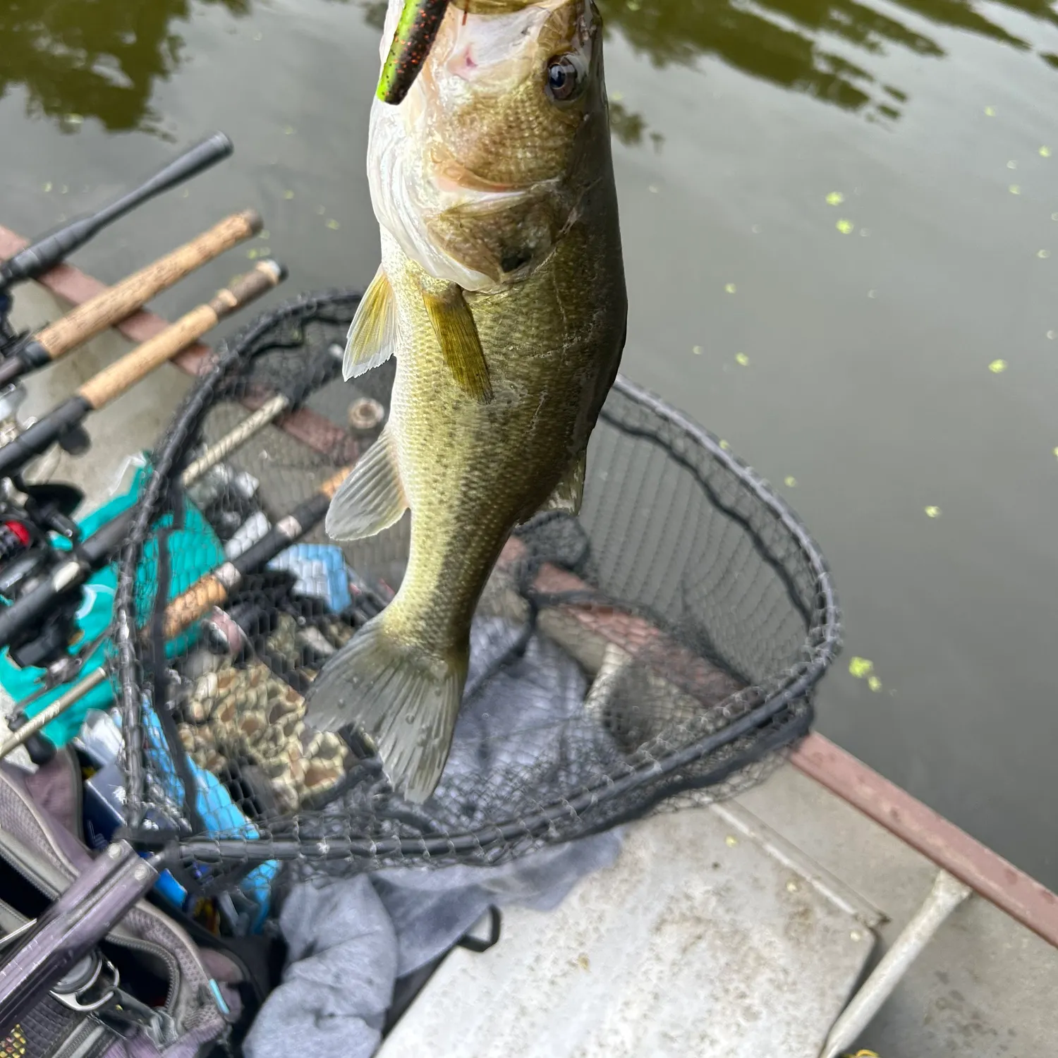 Green sunfish caught on Fishbrain