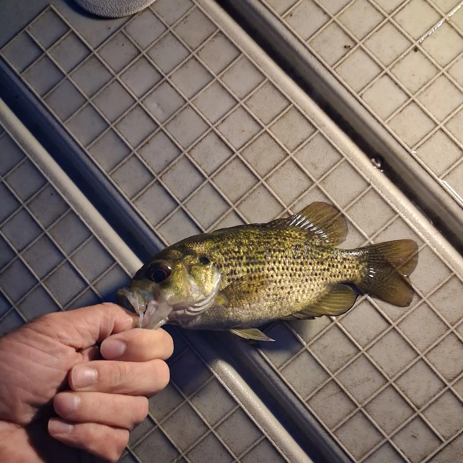 Rock bass caught on Fishbrain