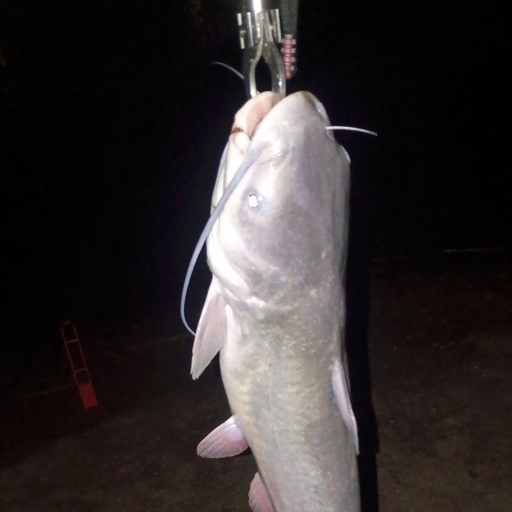 Channel catfish caught on Fishbrain