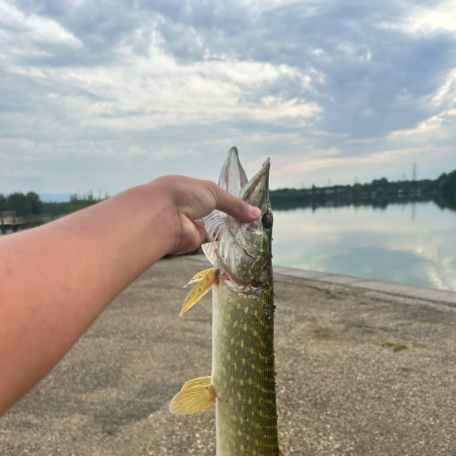 Northern pike caught on Fishbrain