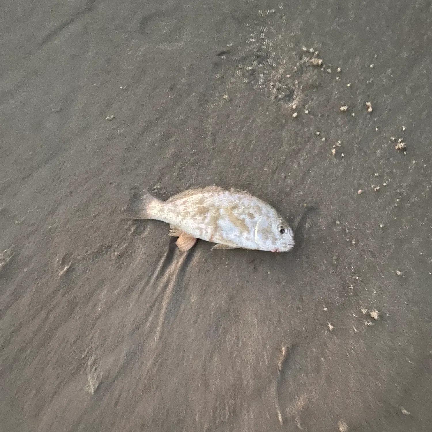 Spot croaker caught on Fishbrain