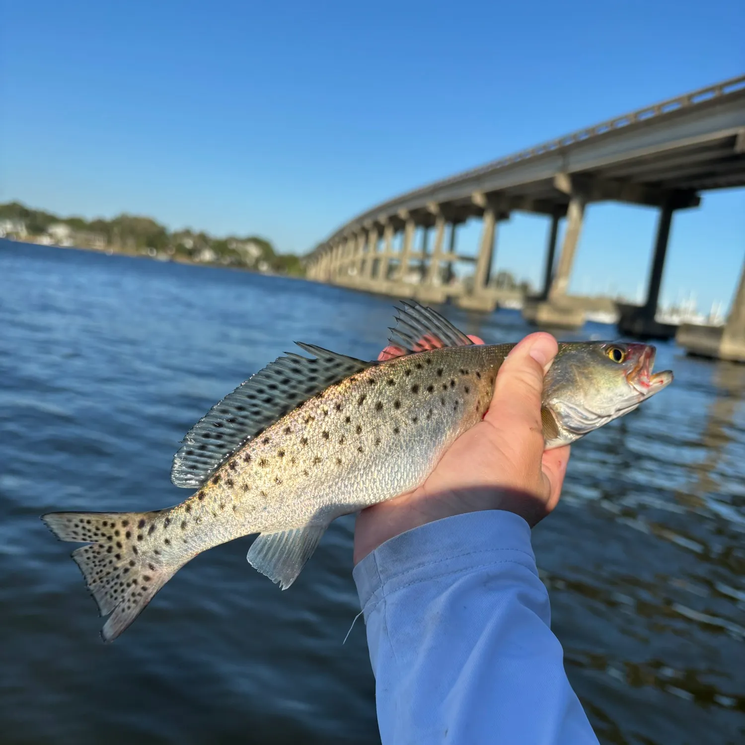 Spotted seatrout caught on Fishbrain