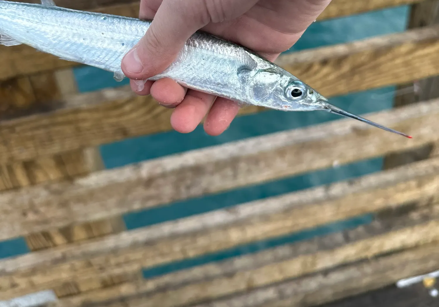 Ballyhoo halfbeak