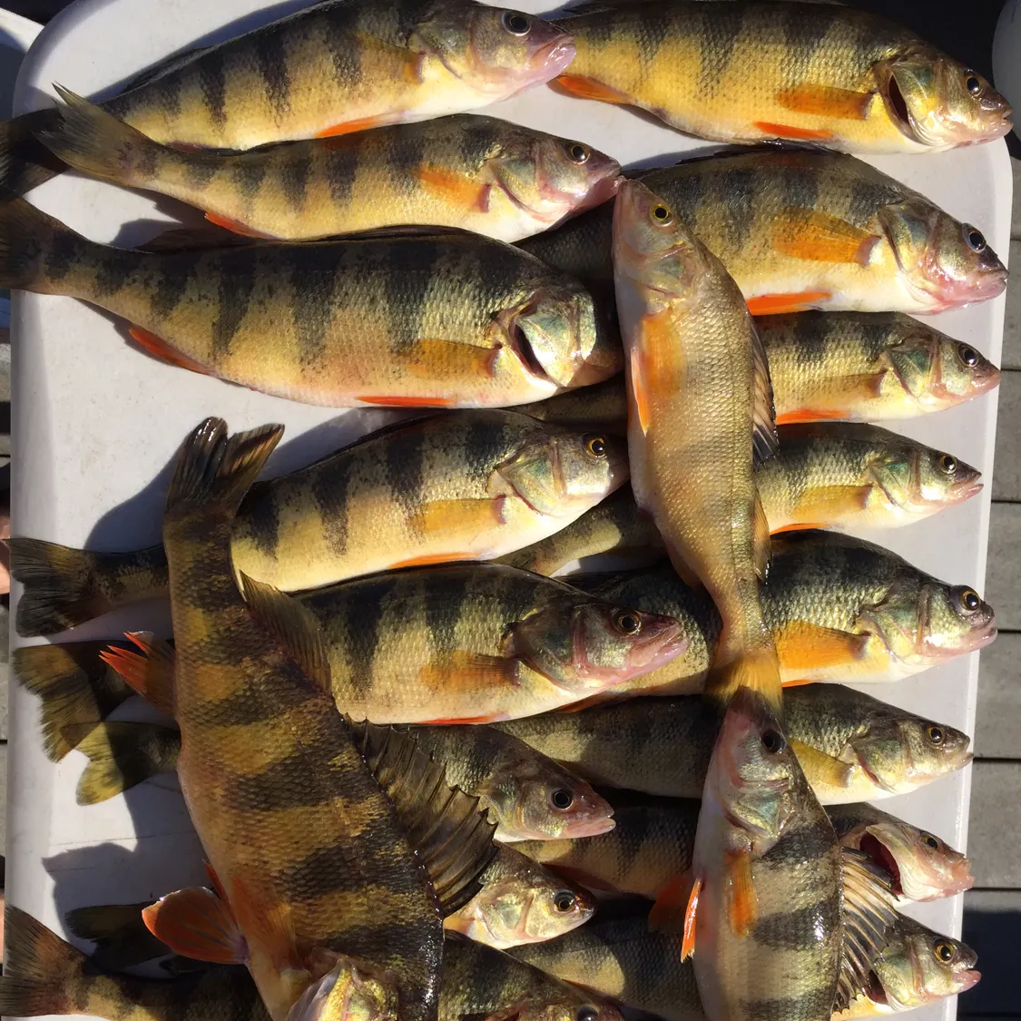 recently logged catches