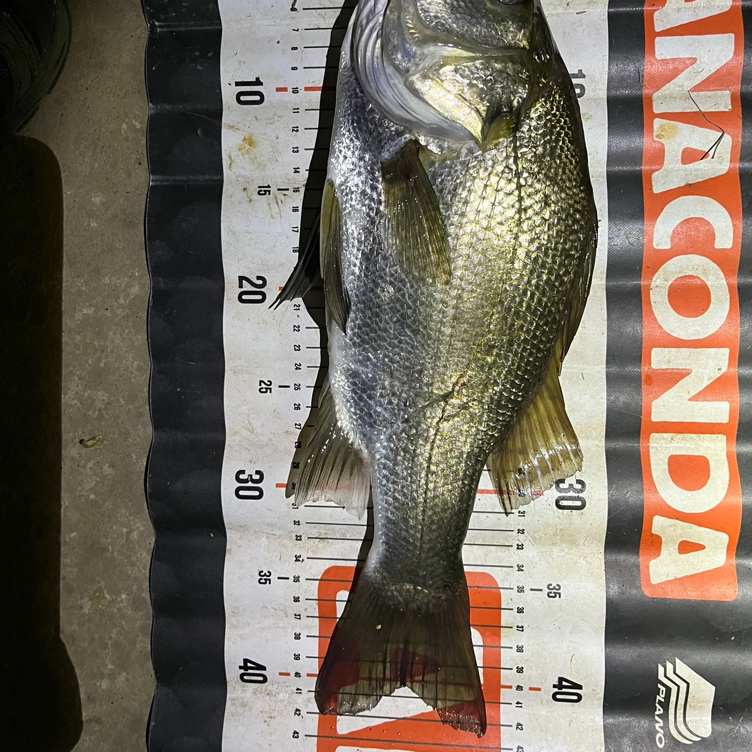 The most recent Estuary perch catches on Fishbrain