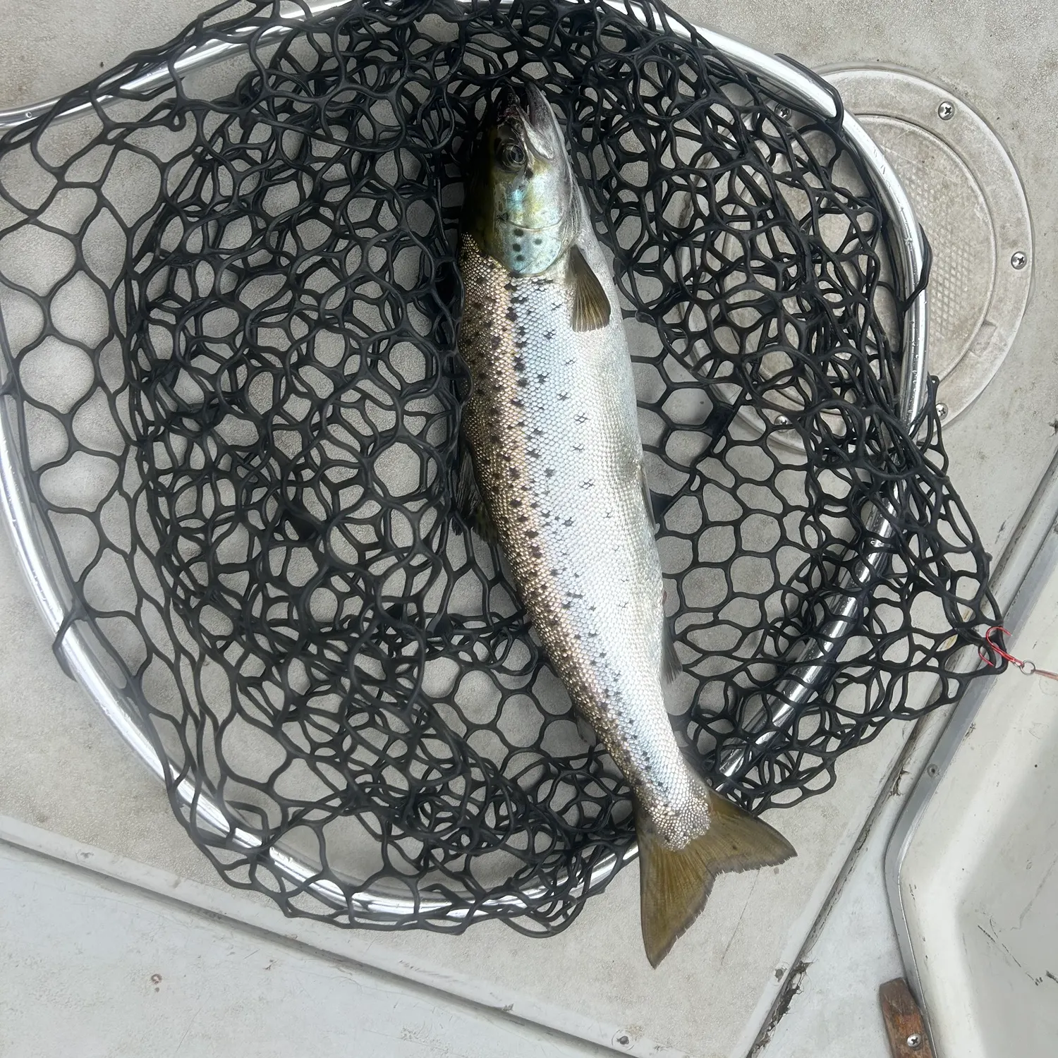 The most recent Landlocked atlantic salmon catches on Fishbrain