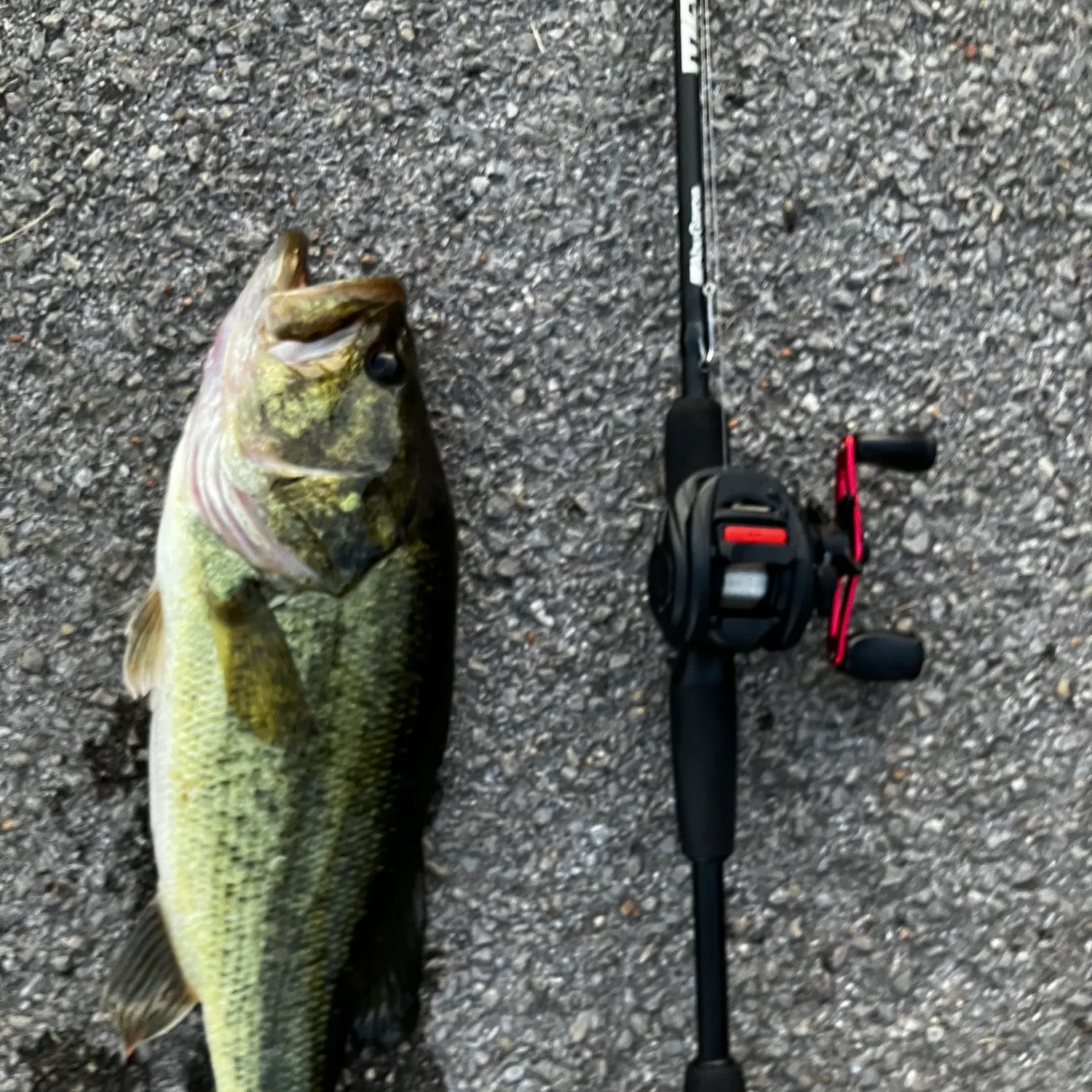 Largemouth bass caught on Fishbrain