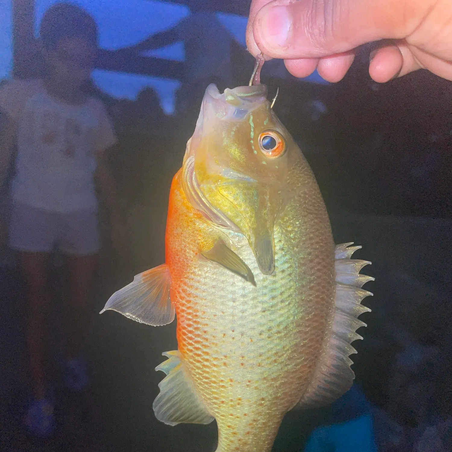 Redbreast sunfish caught on Fishbrain