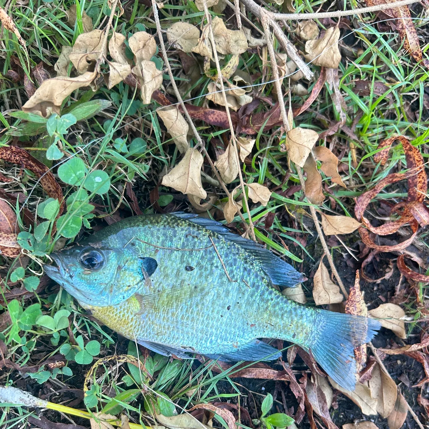Bluegill caught on Fishbrain