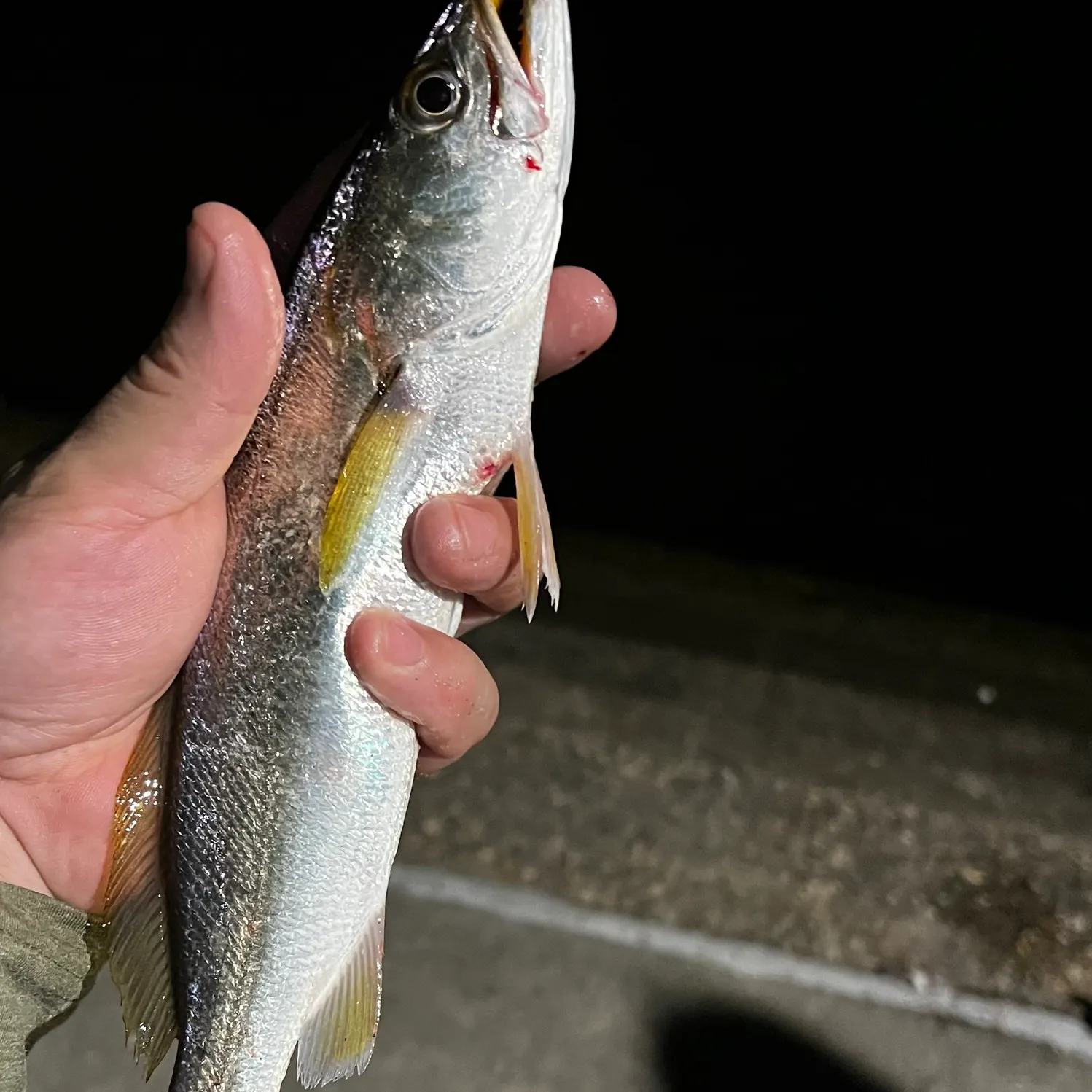 The most recent Sand seatrout catches on Fishbrain