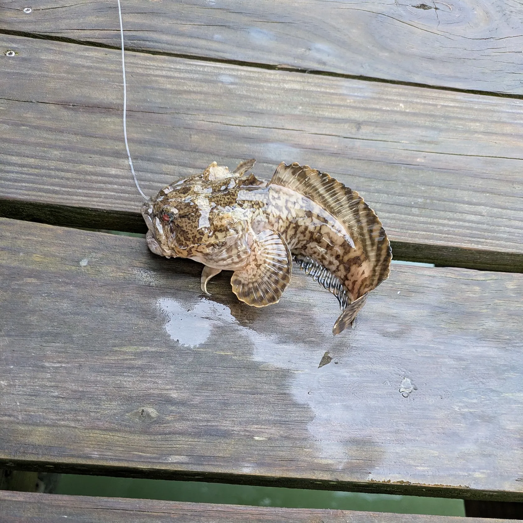 The most recent Gulf toadfish catches on Fishbrain