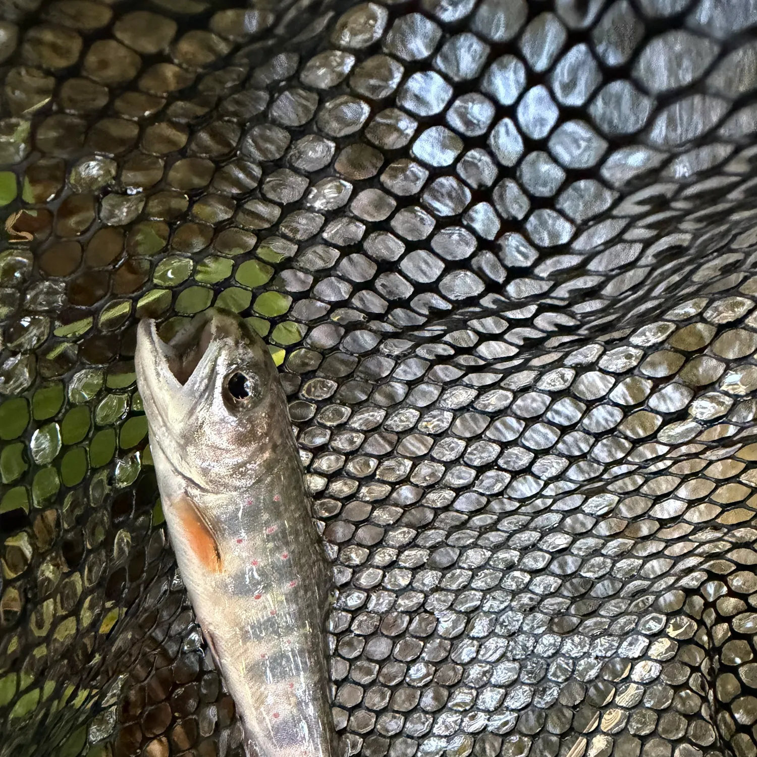 Brook trout caught on Fishbrain