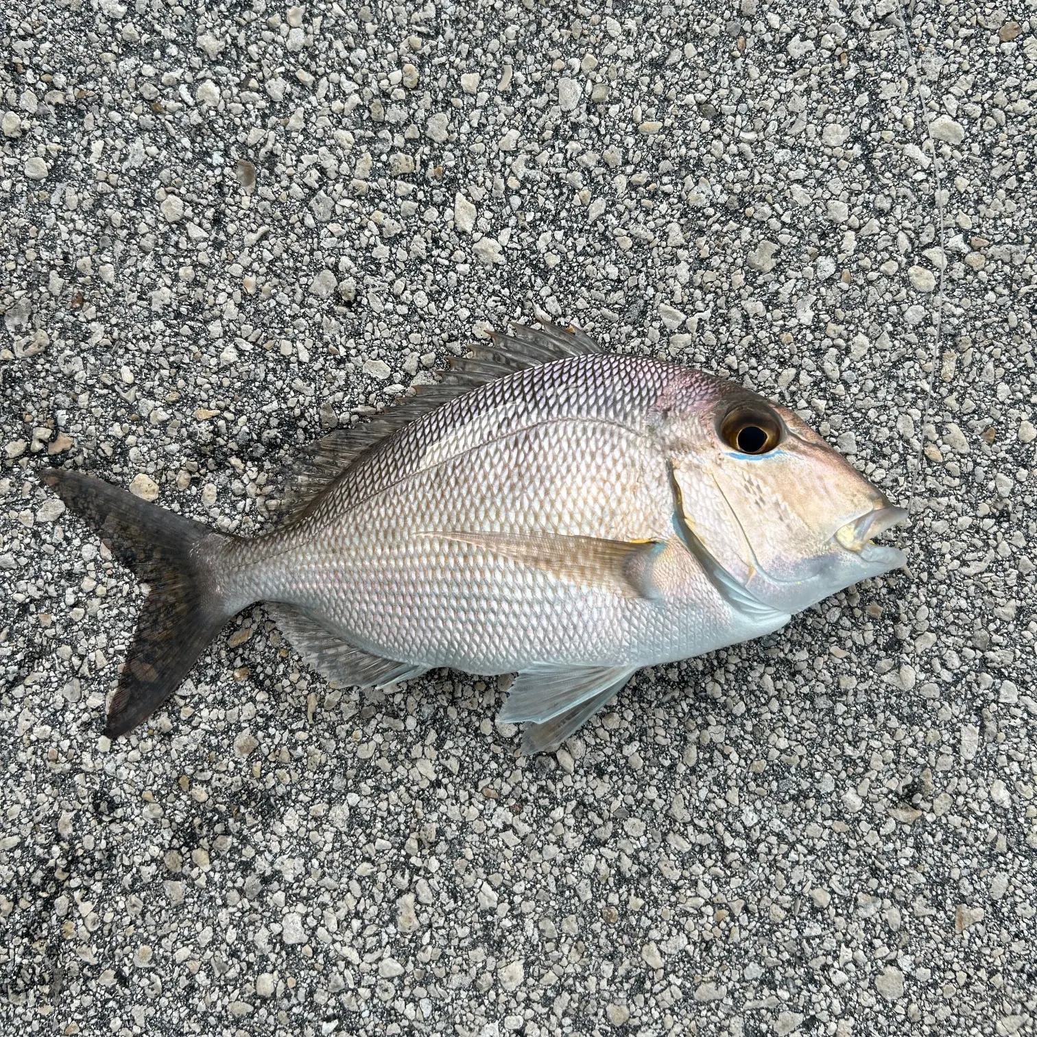 The most recent Scup catches on Fishbrain