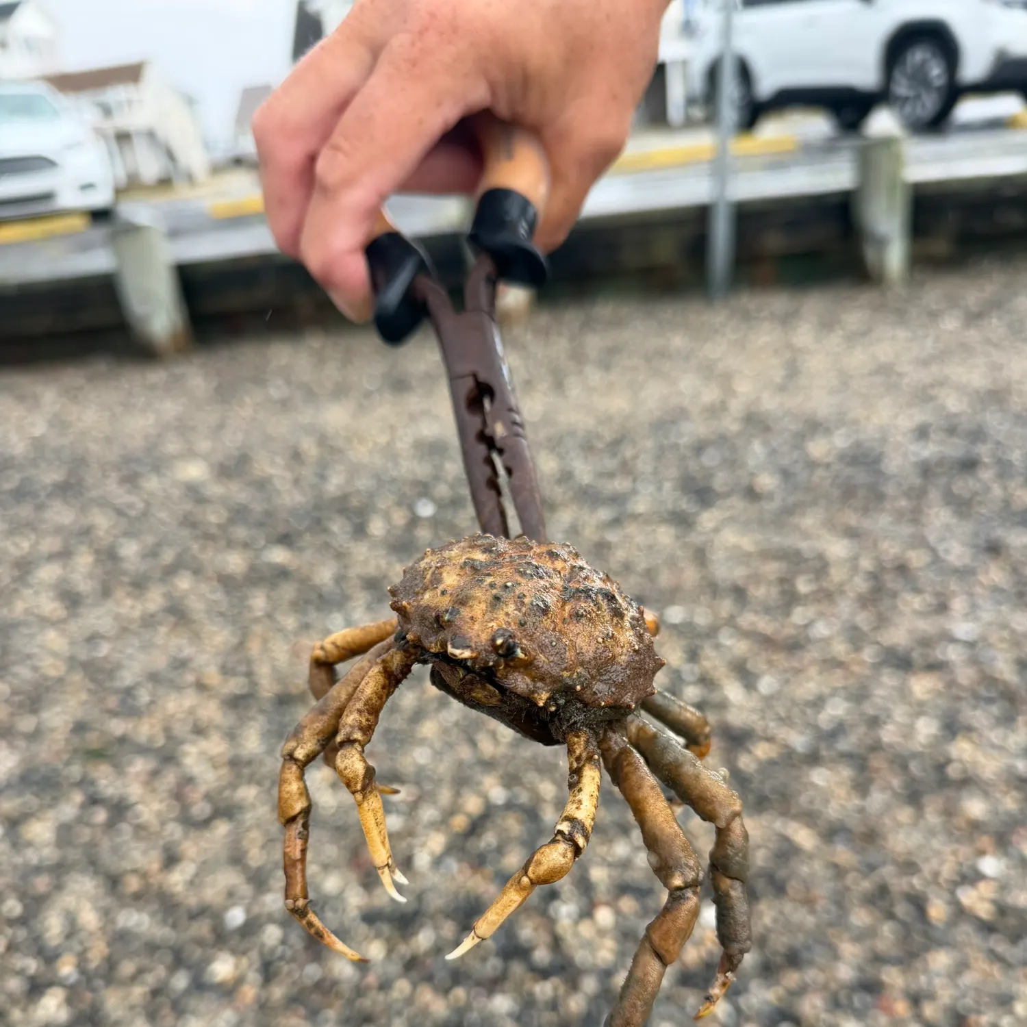The most recent Portly spider crab catches on Fishbrain