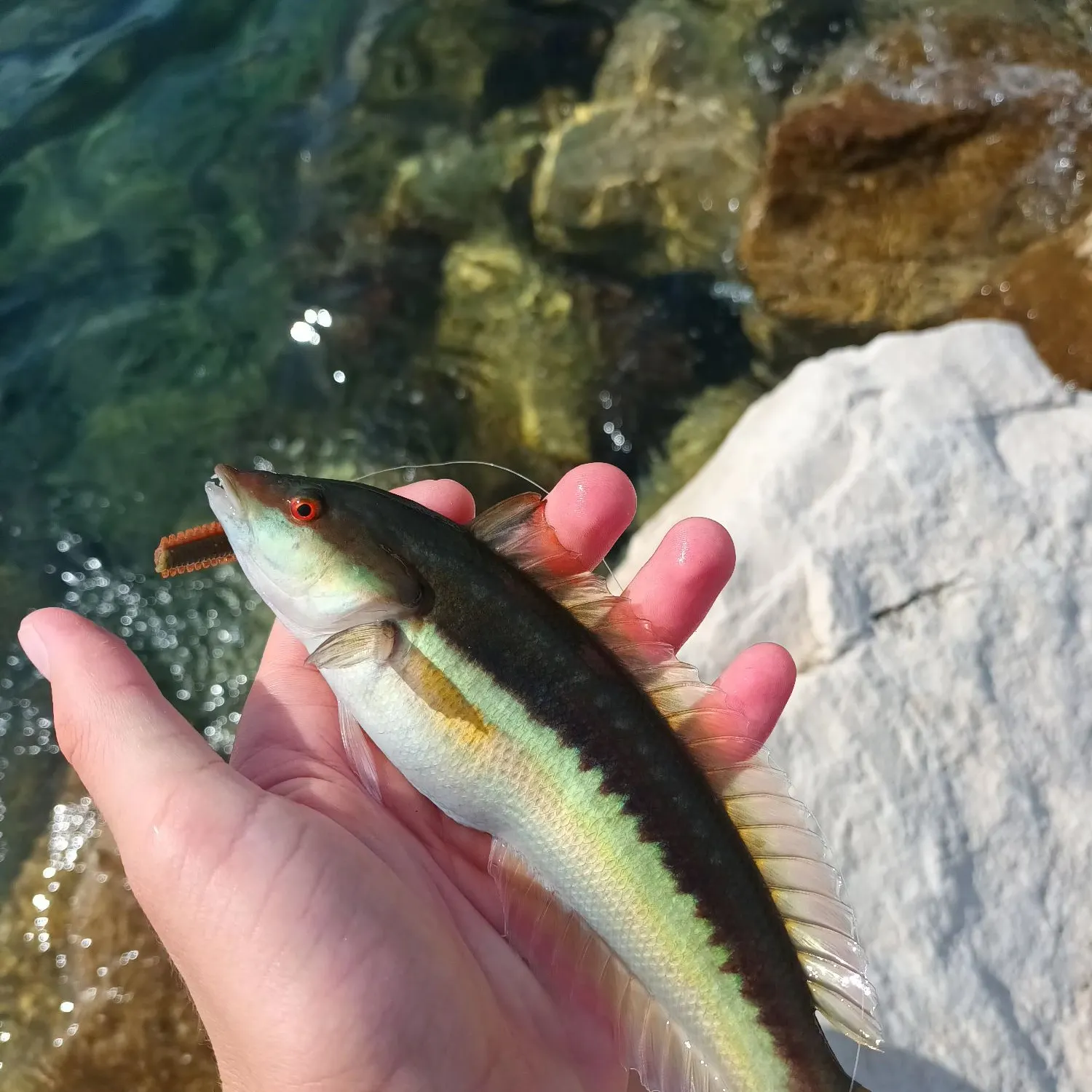 The most recent Mediterranean rainbow wrasse catches on Fishbrain