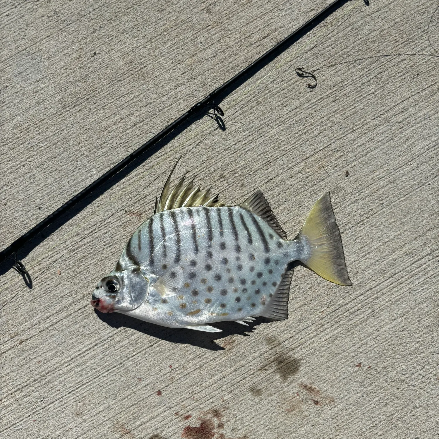 The most recent Spotted scat catches on Fishbrain