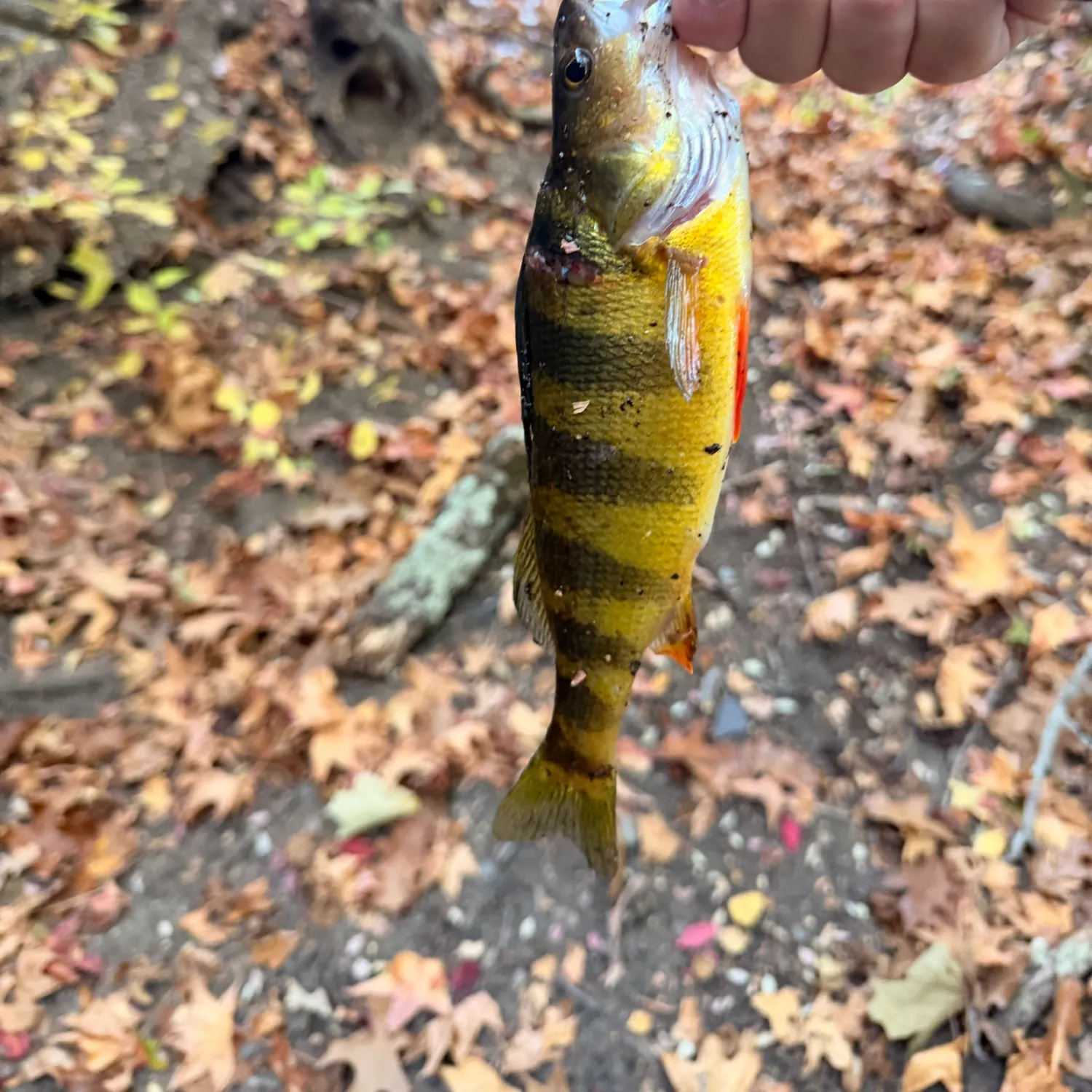 Yellow perch caught on Fishbrain