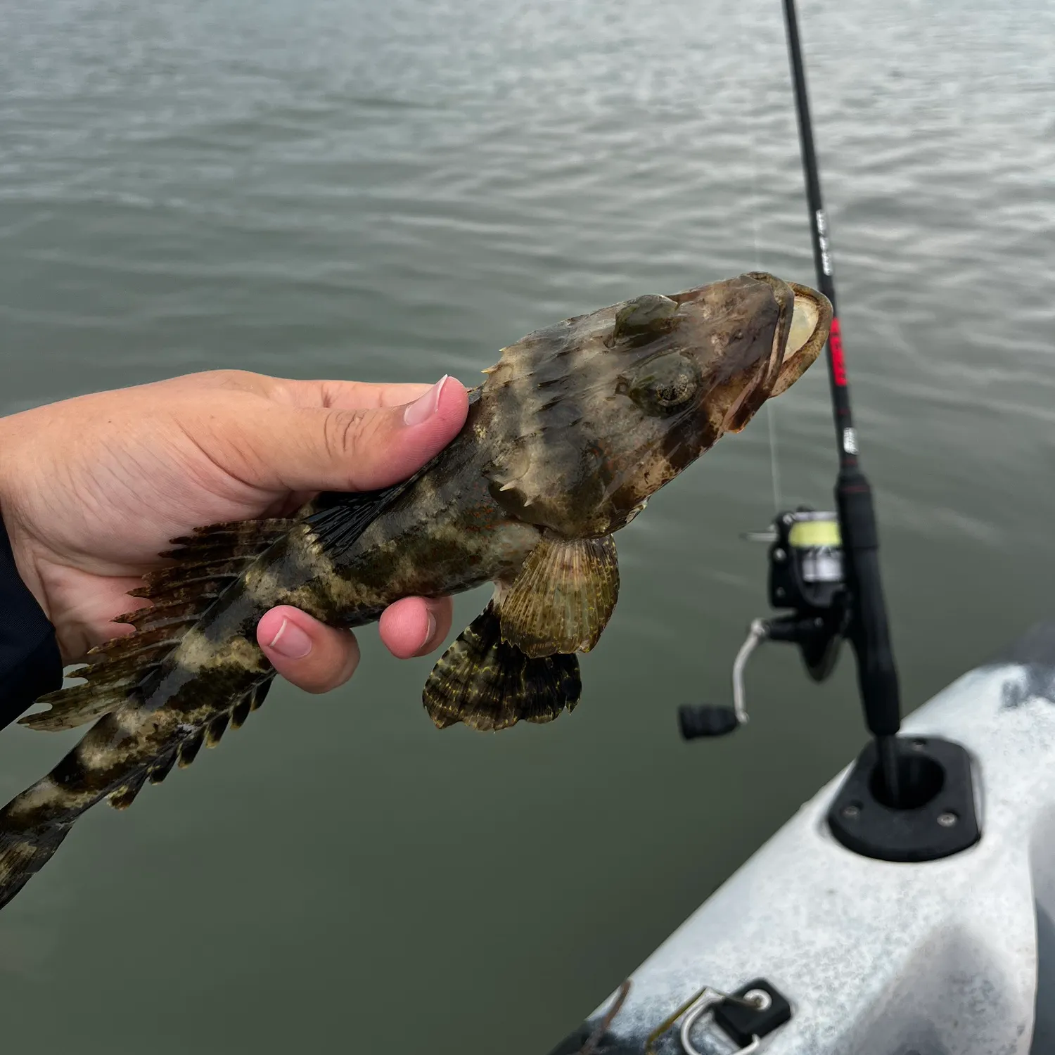 The most recent Rock flathead catches on Fishbrain