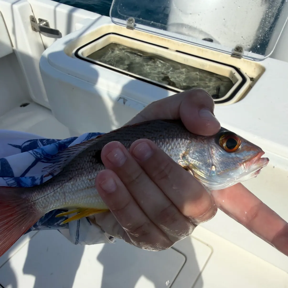 The most recent Spotted rose snapper catches on Fishbrain